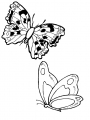 butterfly05.jpg