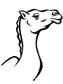 camel6.jpg